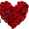 gsoso4you